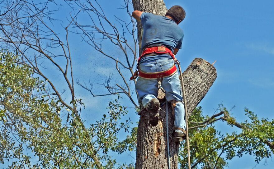 tree service worker doing tree trimming 