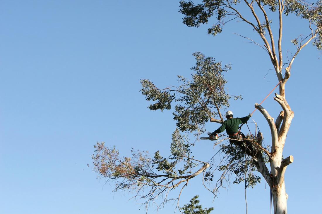 tree service worker doing emergency tree service 