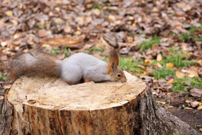 squirrel laying on tree stump 