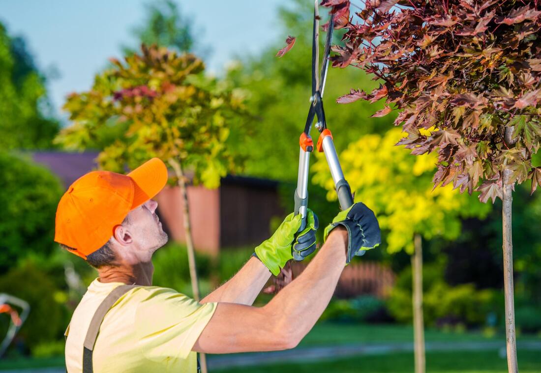 tree service worker doing tree pruning 